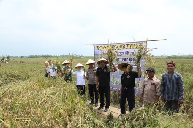Panen padi hayati di Desa Balearjo, Kecamatan Pagelaran, Kabupaten Malang.