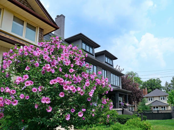 Kembang sepatu. (Foto: iStock)