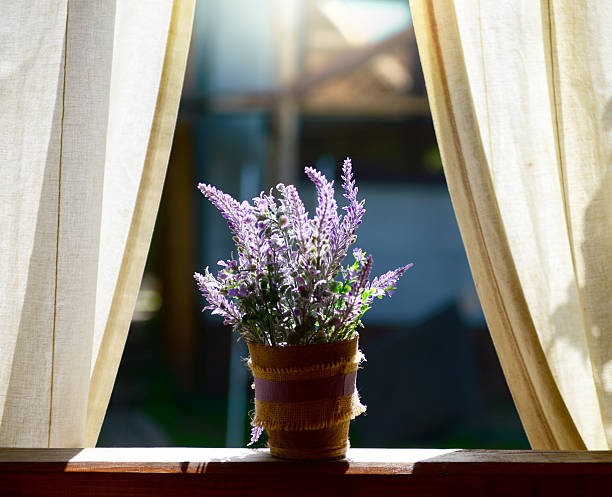 Lavender. (Foto: iStock)
