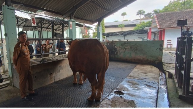Sapi