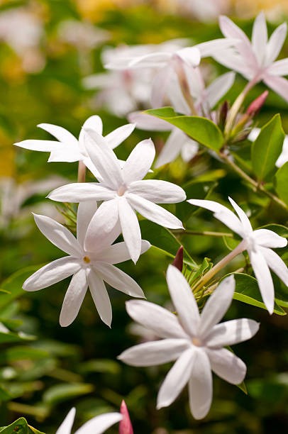Melati bintang. (Foto: iStock)