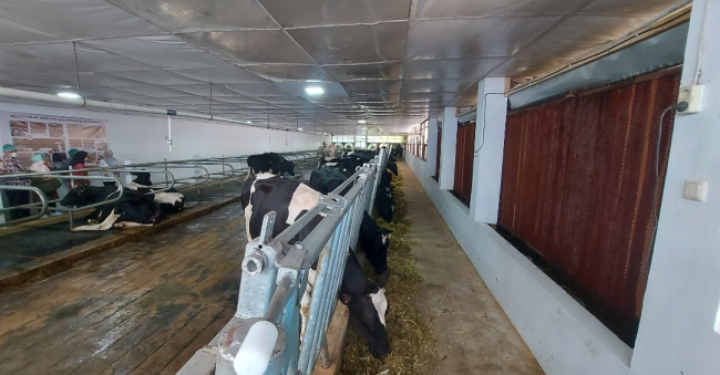 closed-barn sapi perah