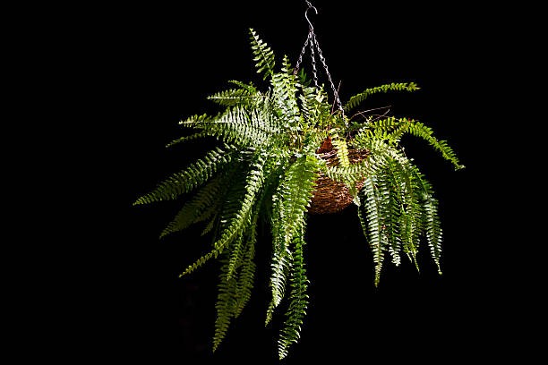 Boston Fern. (Foto: iStock)