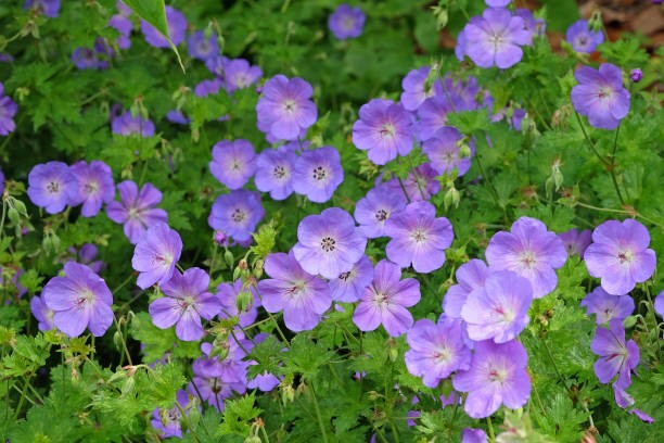 Geranium. (Foto: iStock)