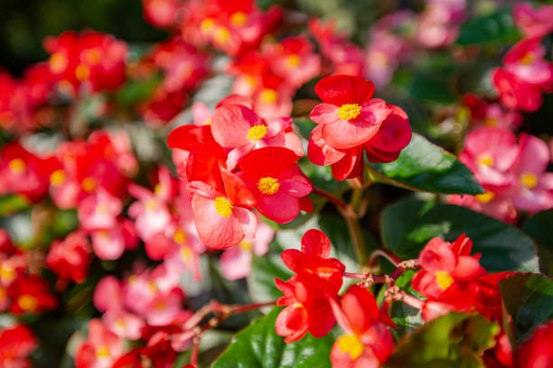 Begonia. (Foto: iStock)