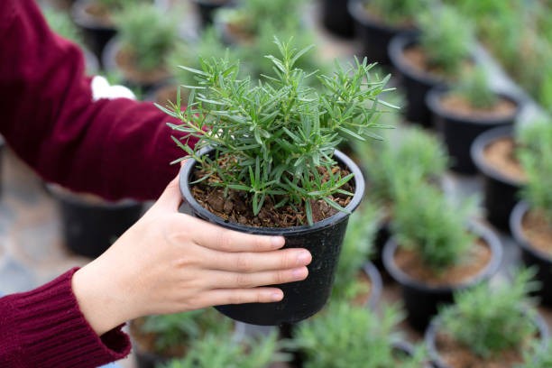 Tanaman Herba. (Foto: iStock)